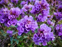 Neelakurinji: The Once-in-12-Years Flower of Kodaikanal