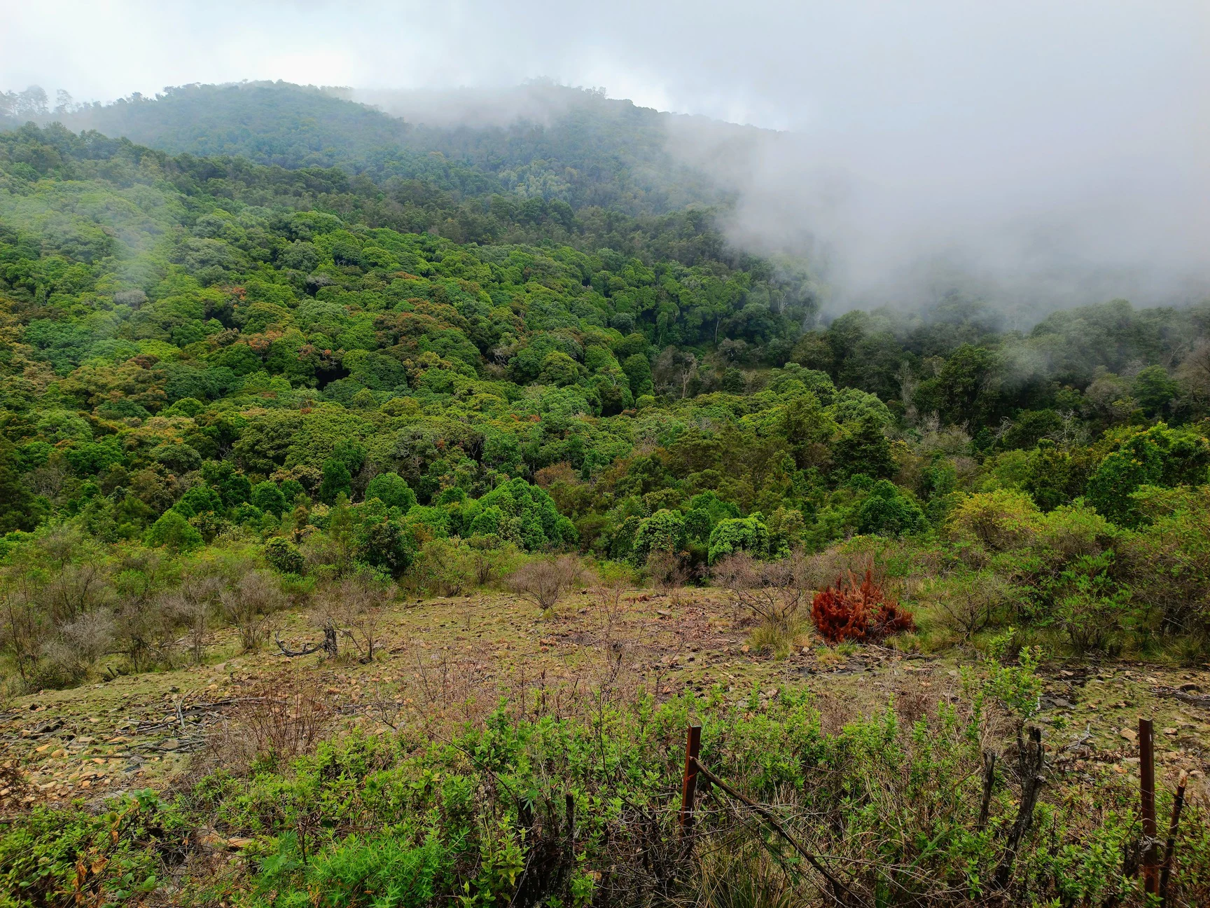 மருத்துவ காடு (மதிகெட்டான் சோலை)